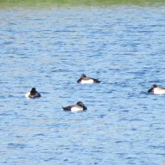Lesser Scaup thumbnail 2