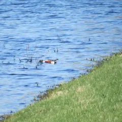 Northern Shoveler thumbnail 2