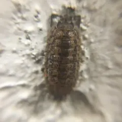 Rathke's Woodlouse thumbnail 3