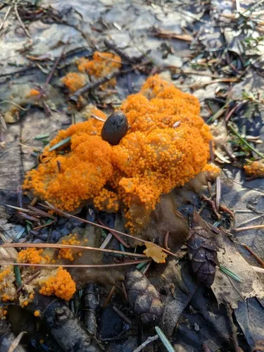 Byssonectria terrestris