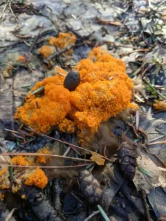 Byssonectria terrestris thumbnail 1