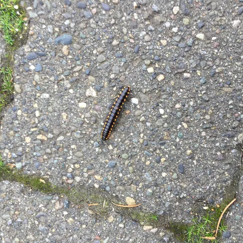Yellow-spotted Millipede