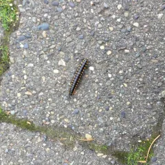 Yellow-spotted Millipede thumbnail 1