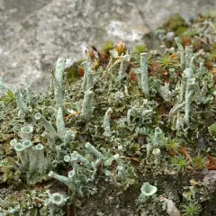 Cylindrical Powderhorn thumbnail 3