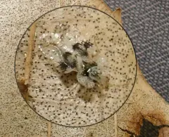 oak lace bug thumbnail 3