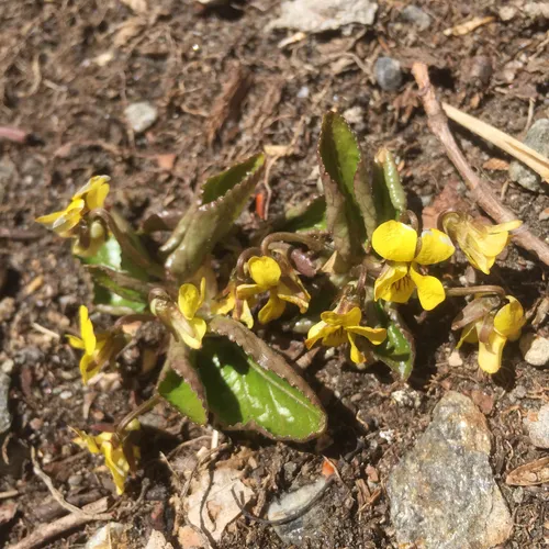 Round-leaved Violet