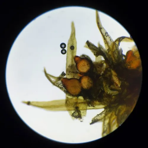 Nectria muscivora