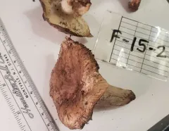 Pocket-stalked russula thumbnail 4