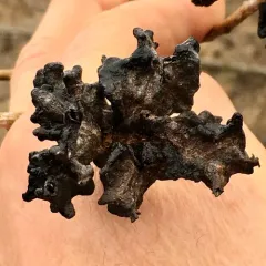 Poplar Vagabond Aphid thumbnail 4