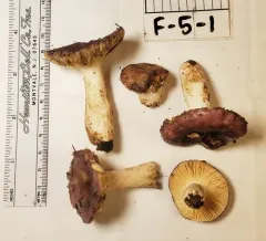 Russula obscurozelleri thumbnail 2