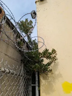 strawberry tree thumbnail 4
