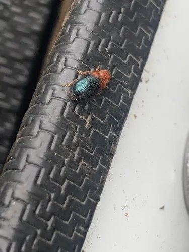 Red-shouldered Ham Beetle