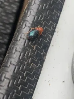 Red-shouldered Ham Beetle thumbnail 1