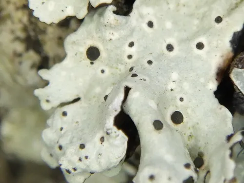Abrothallus microspermus