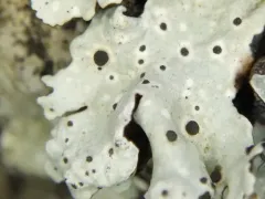 Abrothallus microspermus thumbnail 1