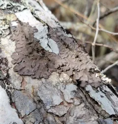 Wrinkled Shingle Lichen thumbnail 4