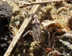 Stachyocnemus apicalis thumbnail 3