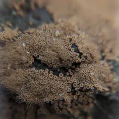 crowded cuplet thumbnail 2