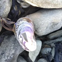 Northern Horse Mussel thumbnail 4