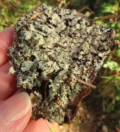 Fruiting Honeycomb Lichen thumbnail 4