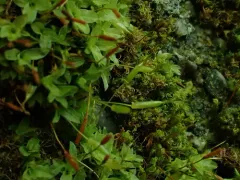 Fringed Extinguisher Moss thumbnail 3