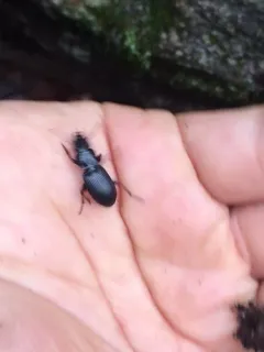 Pterostichus rostratus thumbnail 2
