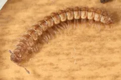 granulated millipede thumbnail 4