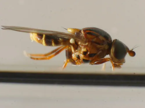 Thaumatomyia annulata