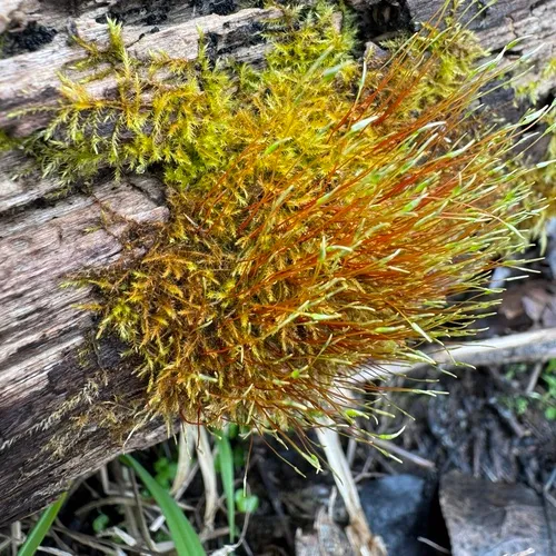 creeping feather-moss
