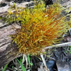 creeping feather-moss thumbnail 1