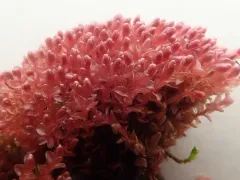Ptychostomum cryophilum thumbnail 2