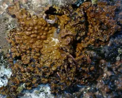 Pennsylvania Toadskin Lichen thumbnail 4