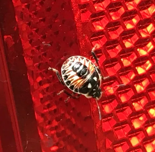 Podisus placidus