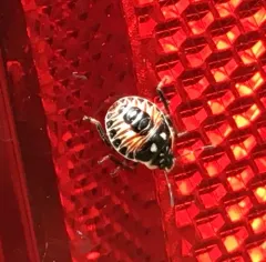 Podisus placidus thumbnail 1