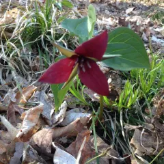 red trillium thumbnail 4