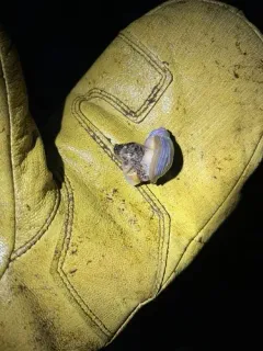 Volutharpa ampullacea thumbnail 4