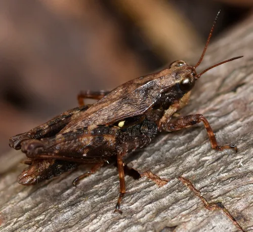 Tettigidea acuta