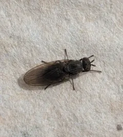 Sapromyza brachysoma thumbnail 2