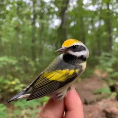 Golden-winged Warbler thumbnail 3