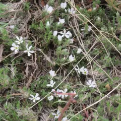 spiny phlox thumbnail 2
