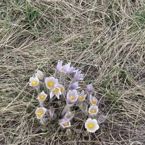prairie pasqueflower