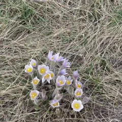 prairie pasqueflower thumbnail 1