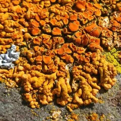 Elegant Sunburst Lichen thumbnail 5