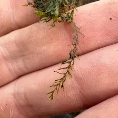 Water Pocket Moss thumbnail 4