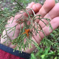 Cedar-apple rust thumbnail 2