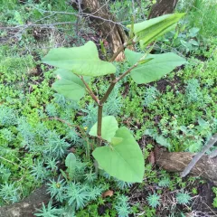 Japanese knotweed thumbnail 2