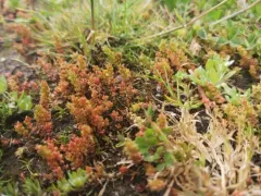 sand pygmyweed thumbnail 4