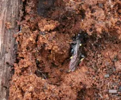 Ichneumon ultimus thumbnail 4