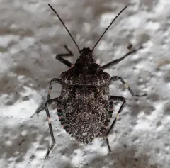 Brochymena affinis thumbnail 3