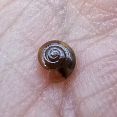 Garlic Snail thumbnail 3